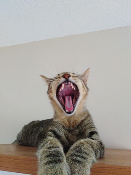 What's your DCat up to today? (Thread 8)