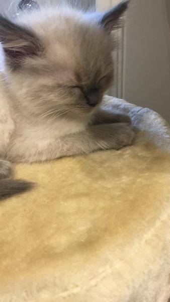 New Kitten! What do I need to know?