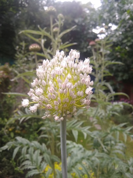 Help identifying this allium please