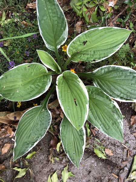 Lidl hostas
