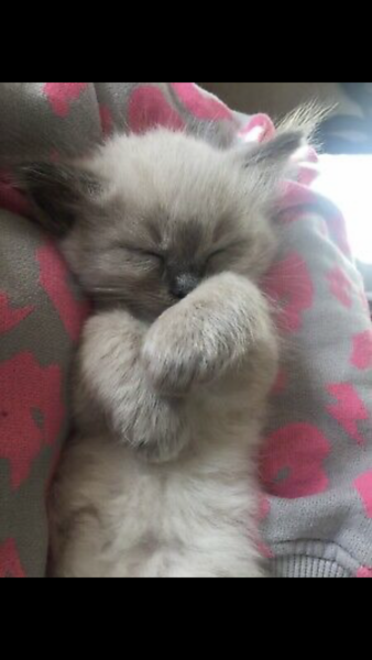 New Kitten! What do I need to know?