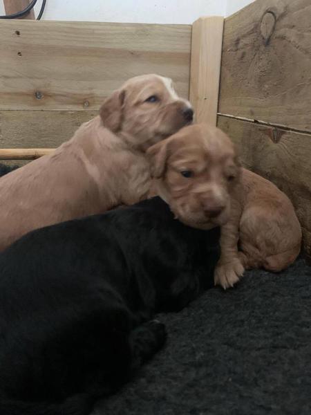 Puppy survival thread! July 2020