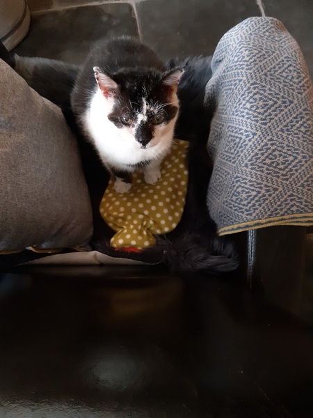 What's your DCat up to today? (Thread 8)