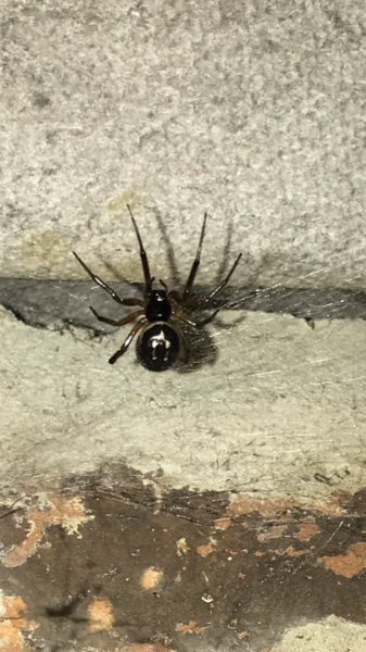 Is this a false widow?