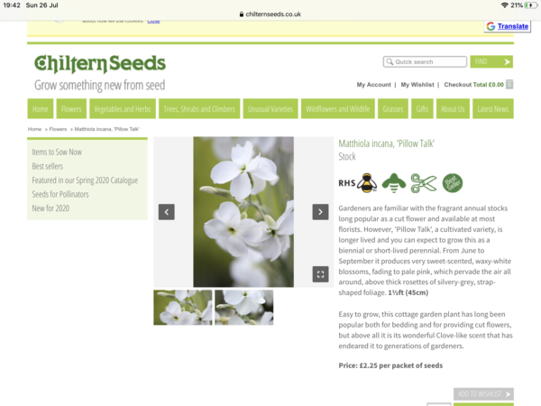 A fragrant, flowering all summer shrub?
