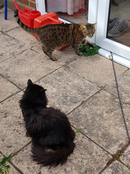 Thug Cat part 2. What, has this thing appeared again tonight?