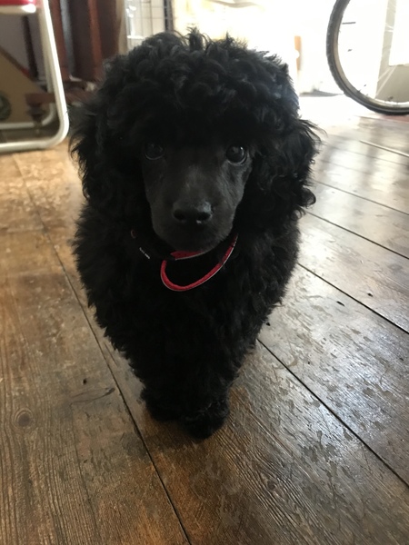 Puppy survival thread! July 2020