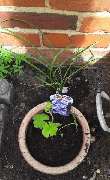 Secret gardening club