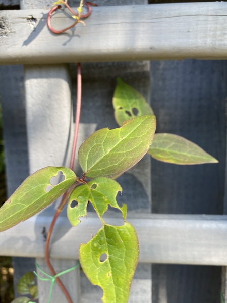 Any ideas what’s eating my Clematis?