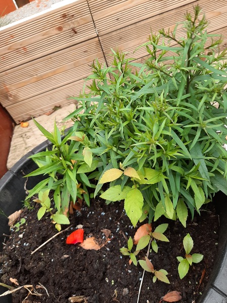 Weed or plant- help please