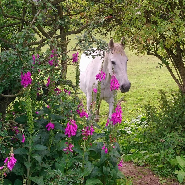 Penguin huddle 🐧🐧🐧 TTC after pregnancy loss - Thread 35 - time for some sticky BFP's