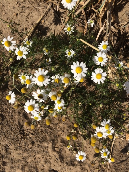 Can you identify this plant please?