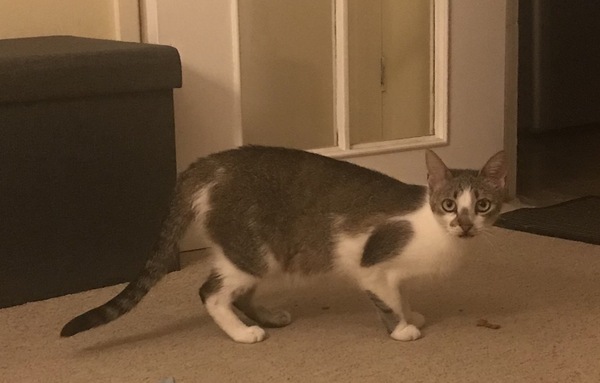 Rescue cat is terrified
