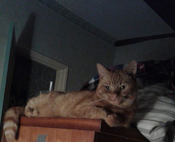 Cheddar says good morning!