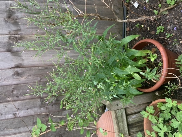 Plant ids please? Kindly given plants after week from hell!