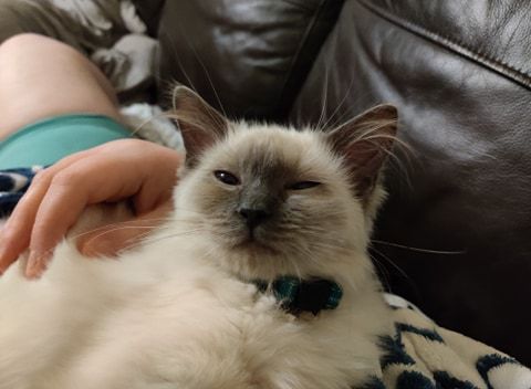 Kitten Teething
