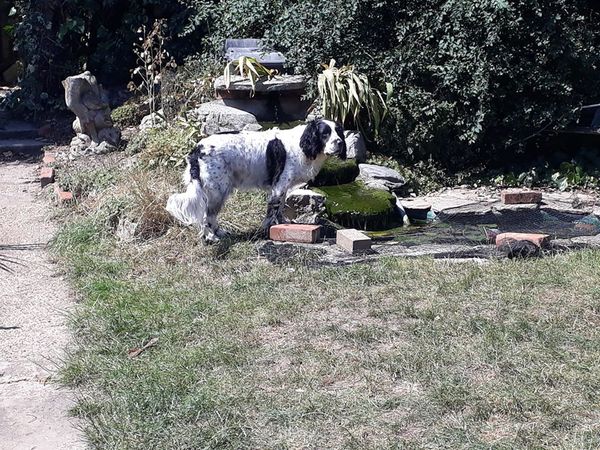 Hot weather - cruelty to dogs