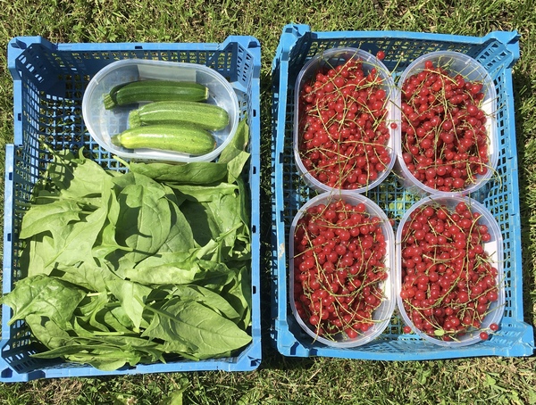 Allotment/Veg Patch Thread 15 - will winter ever end?