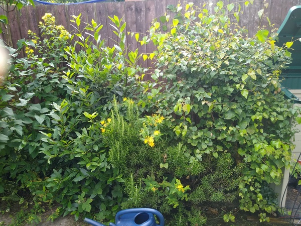 Garden help please