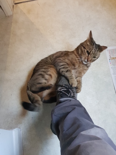 Thug Cat part 2. What, has this thing appeared again tonight?