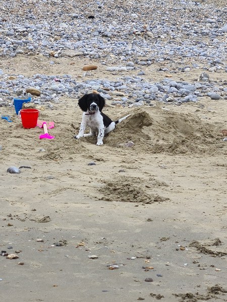 Puppy survival thread! July 2020