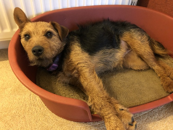 Tell me about your favourite every breed?