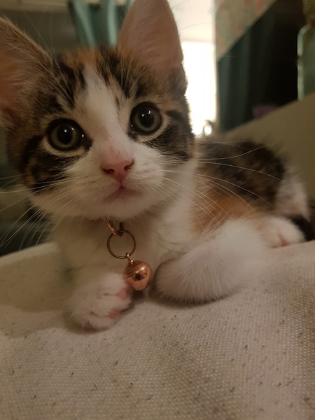 Accidently impulse bought a kitten...🤷