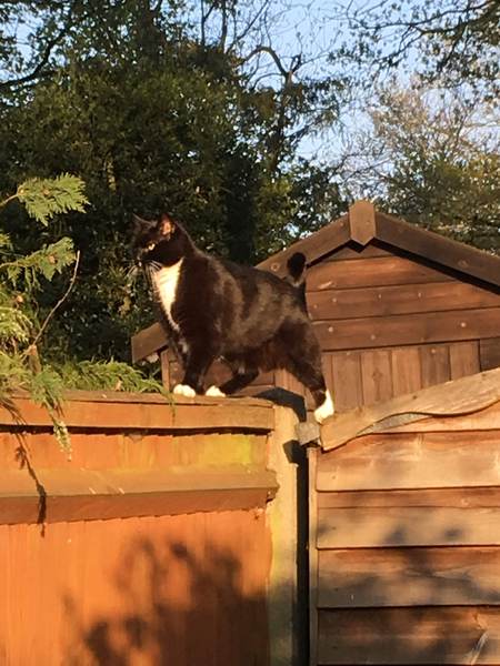 RIP my amazing boy