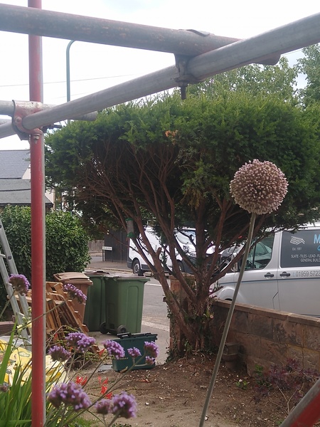 Shall I get rid of yew tree?