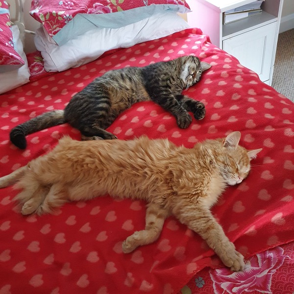 When you met your cat/cats what was it that said "Yes you're the one"