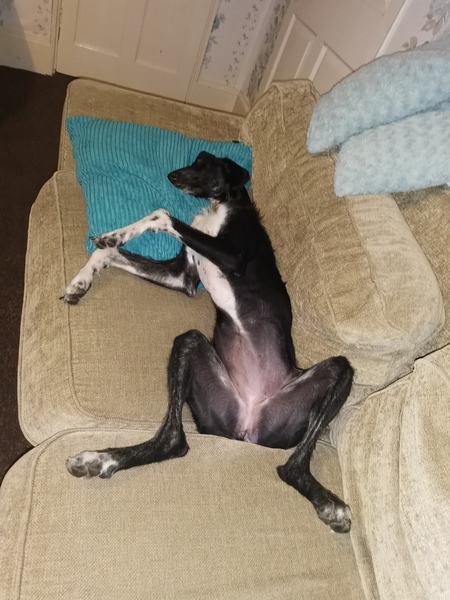 Greyhounds...