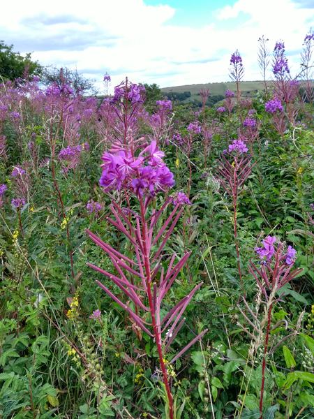 Can you identify this wild flower?