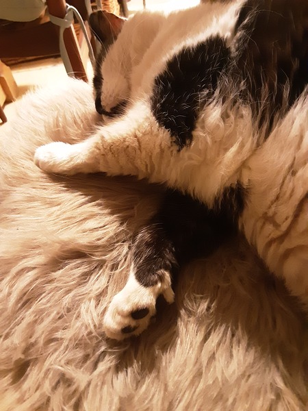 What's your DCat up to today? (Thread 8)