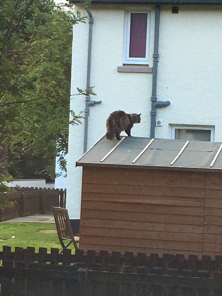 What kind of cat is this?
