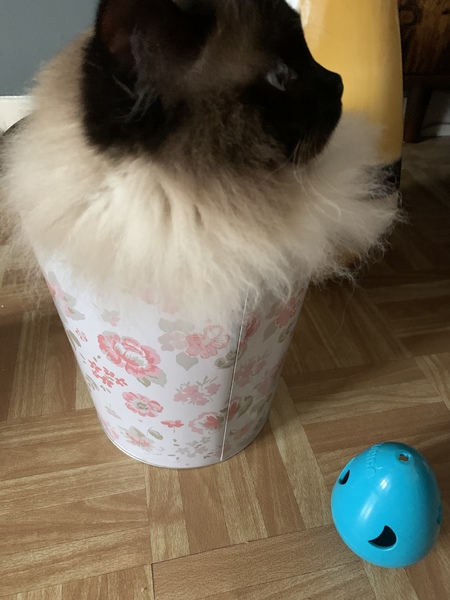 What's your DCat up to today? (Thread 8)