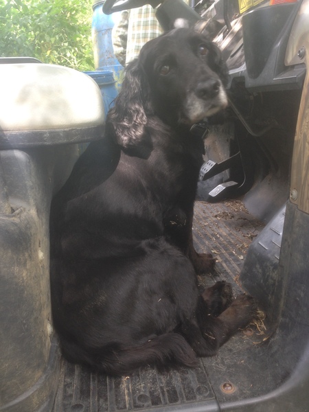 Cocker spaniel size/ temperament, but less exercise?