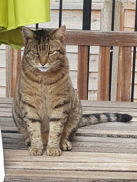 Thug Cat part 2. What, has this thing appeared again tonight?