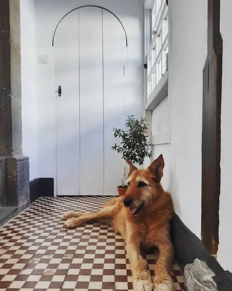 Adopting an old boy - am I crazy?