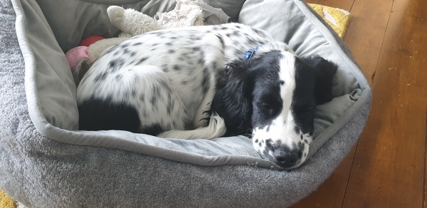 Puppy survival thread! July/August! Roll up!