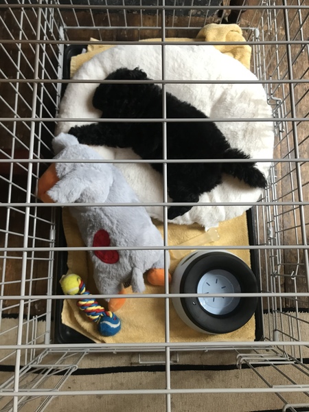 Puppy survival thread! July 2020