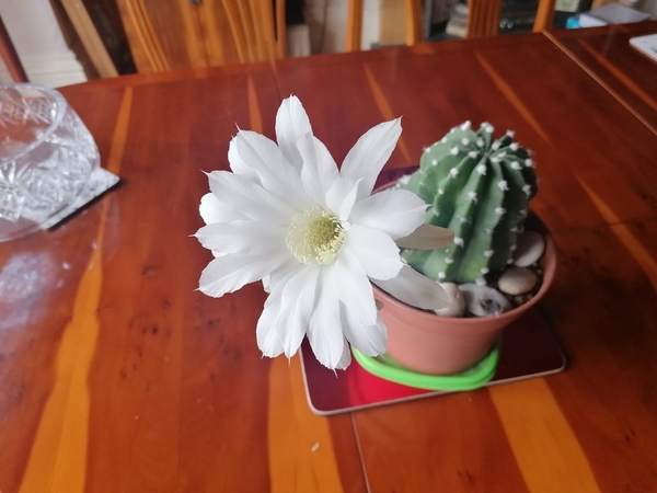 Triffid like cactus flower?