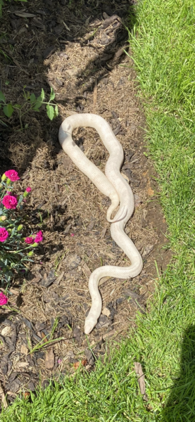 Omg snake in garden