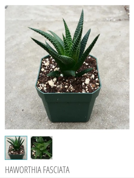 Succulent ID