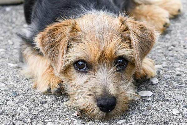 What is the best or most original name you have known for a family pet or other animal?