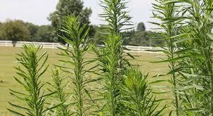 Is this a (beast of a) weed?