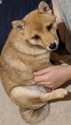 Puppy survival thread! July 2020
