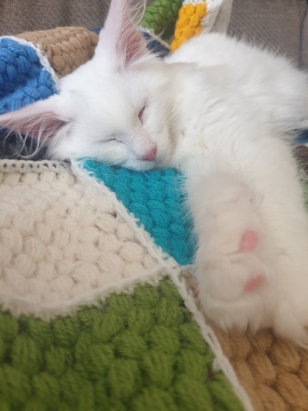 My kitten!