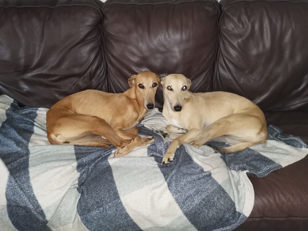 Ridiculous Hound Pics Thread