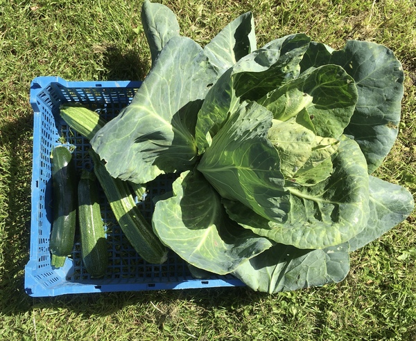 Allotment/Veg Patch Thread 15 - will winter ever end?