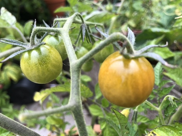 Tomatoes and Cucumbers 2020 - How are yours doing?